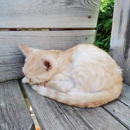 Rainerhof Lejlighed Murau