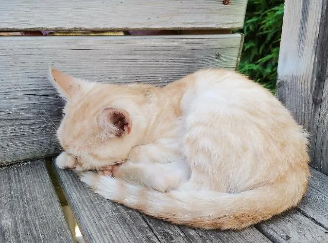 Rainerhof Appartement Murau