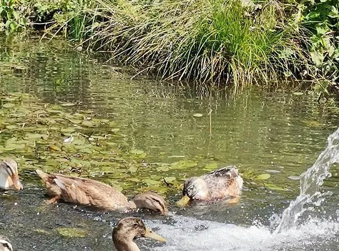 Apartment Rainerhof *